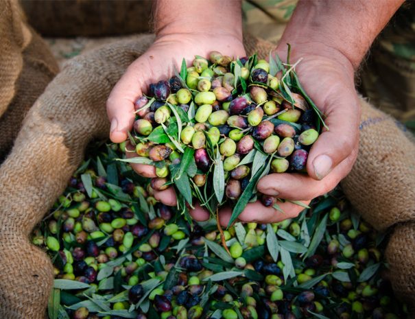Olives in a sack